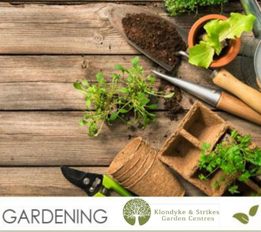 Gardening . Klondyke (2021-04-30-2021-04-30)
