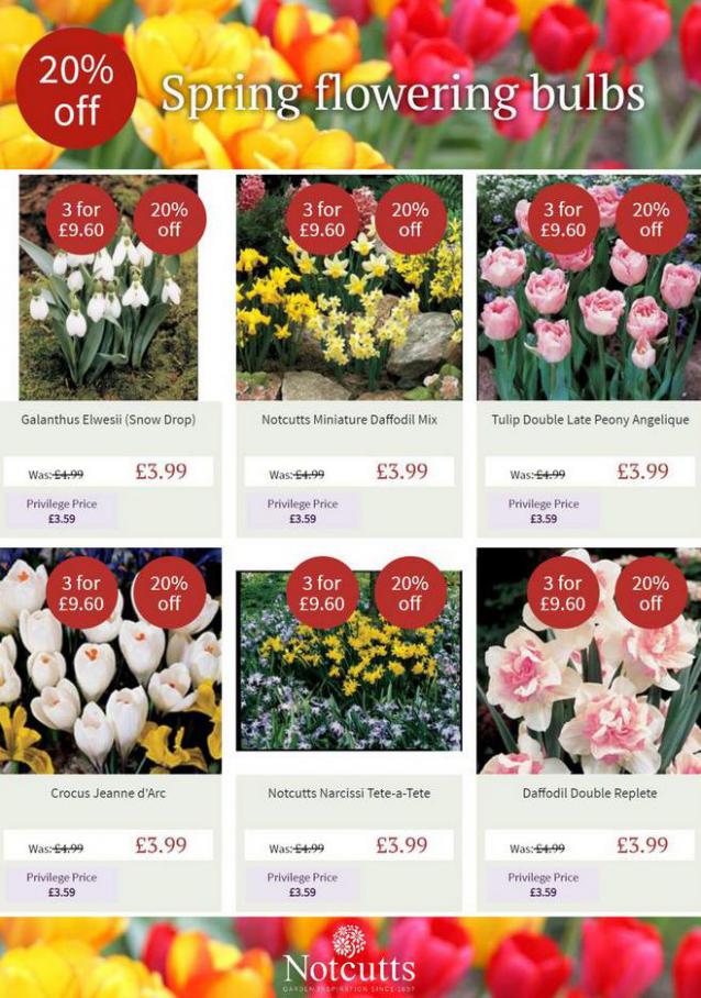Spring flowering bulbs. Notcutts Garden Centre (2021-10-31-2021-10-31)